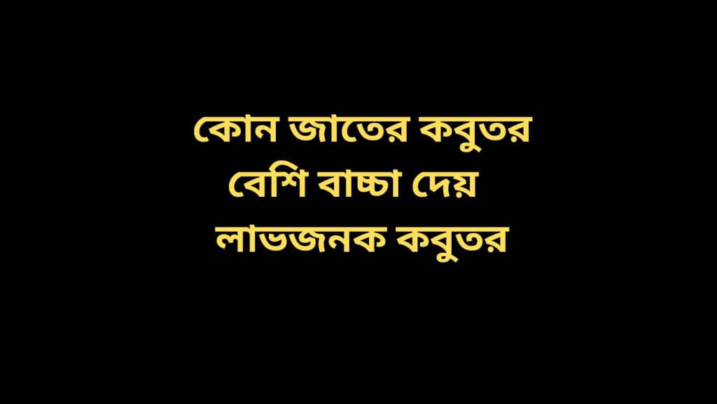 কোন জাতের কবুতর বেশি বাচ্চা দেয়